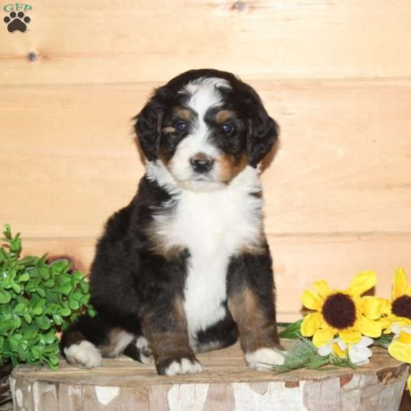 Woodpecker – F1, Bernedoodle Puppy